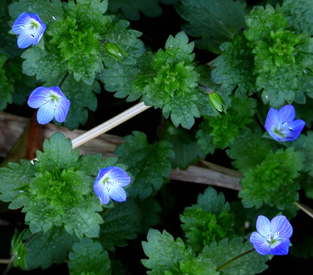 オオイヌノフグリ