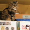 キャー！カイくーん　かわいい～