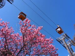 紅梅