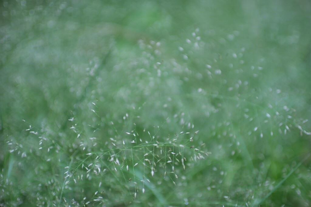 F1.1