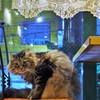 さんかしろ？いやニャ