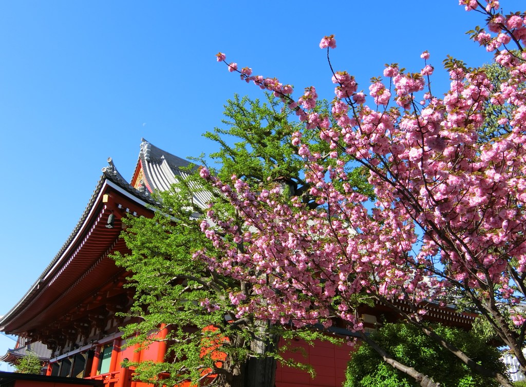 本堂裏の桜