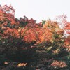 大池の紅葉