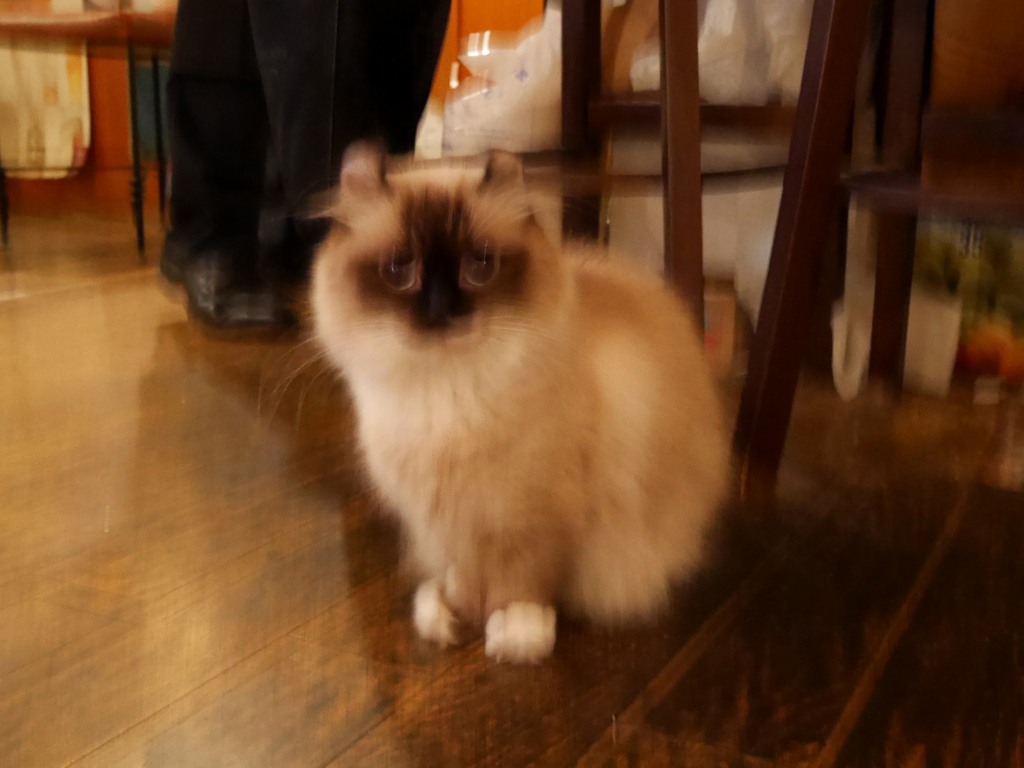 森山大道ニャ！