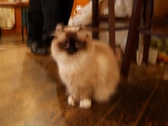 森山大道ニャ！