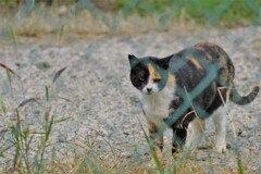 声をかけてきた三毛