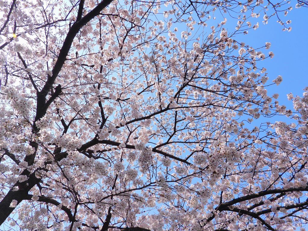 二ヶ領用水の桜