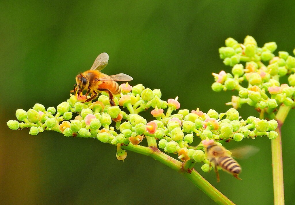 アジサイとミツバチ