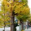 KANTO CAMERAへの道