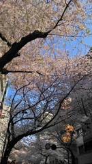 大妻通りの桜のトンネルも