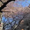 大妻通りの桜のトンネルも