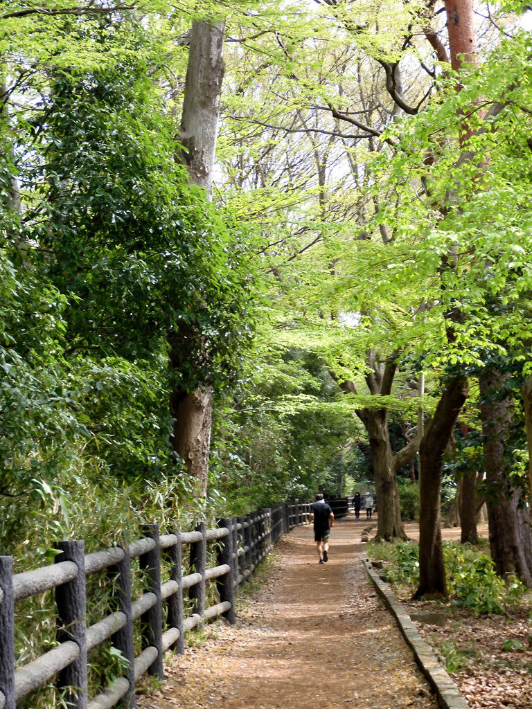 玉川上水の遊歩道