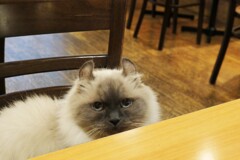 寂しそうなクーちゃんママ