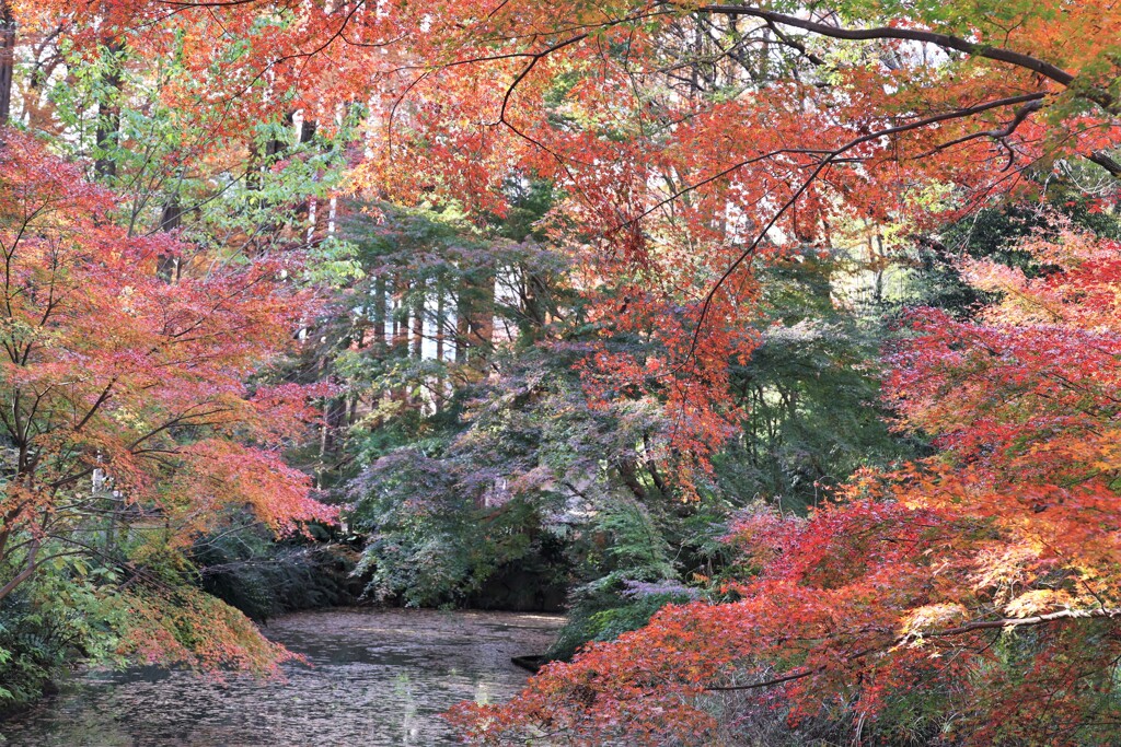 池の畔