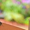 チャバネセセリ