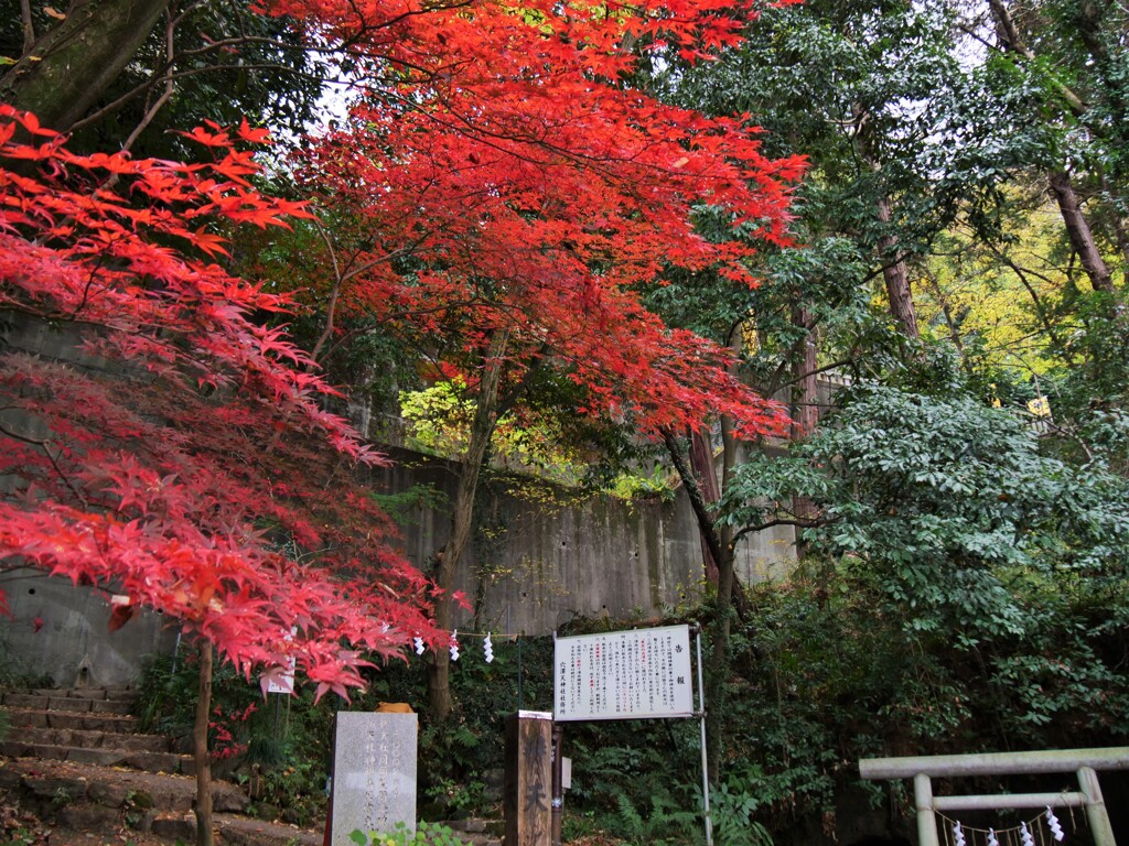 辨天社の紅葉 Ⅰ