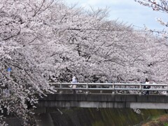凄いな