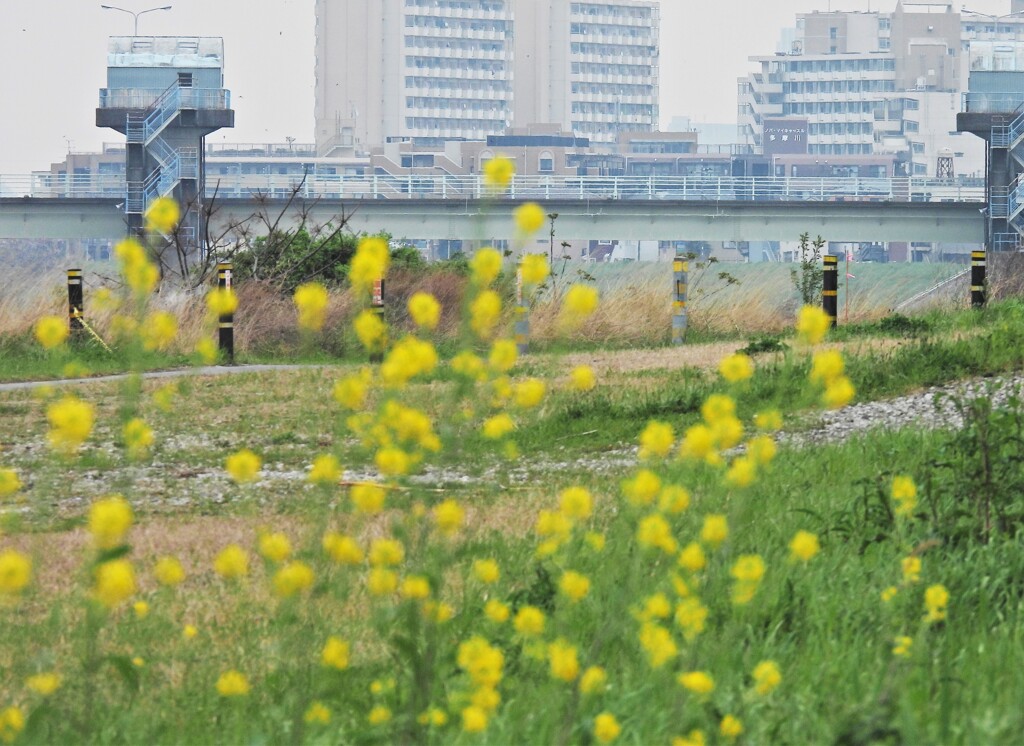 二カ領上河原堰