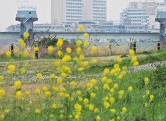 二カ領上河原堰