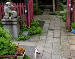 柳森神社の狸と猫