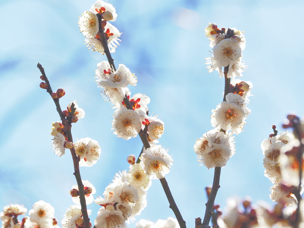 寂しい梅まつり