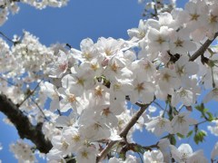 千鳥ケ淵公園の桜