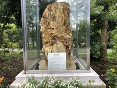 日本最大の珪化木