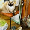 オーちゃんとケーニッヒ店長とネコ草
