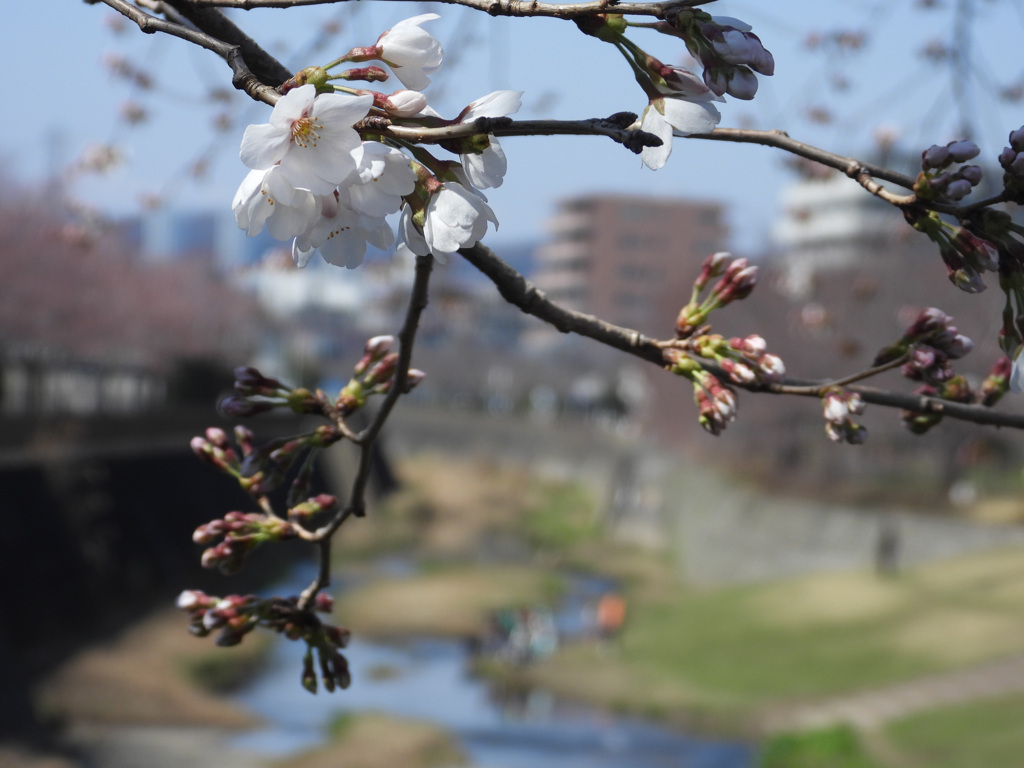 週末にはお花見も