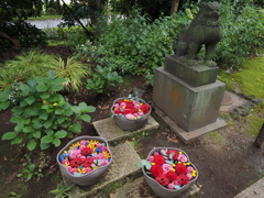 狛犬にも花