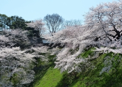 九段の桜 