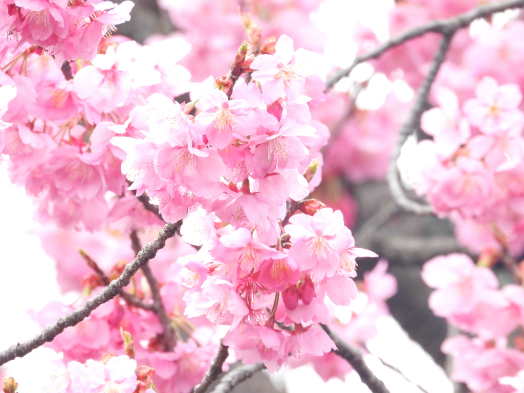 緋桜