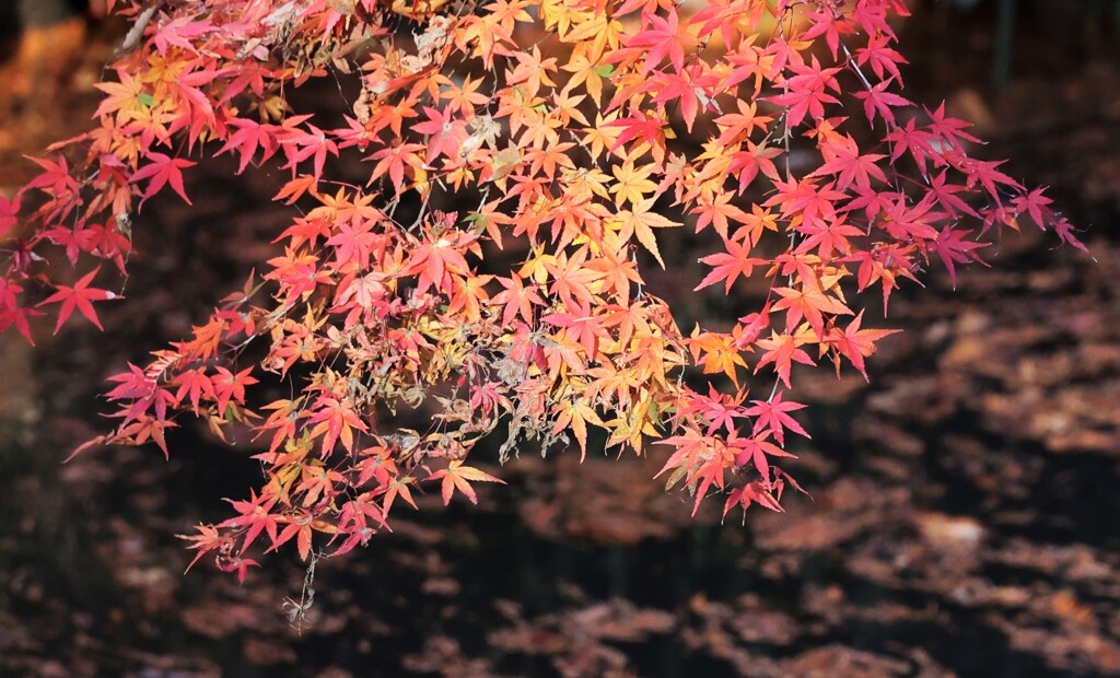 「奥の池」の紅葉