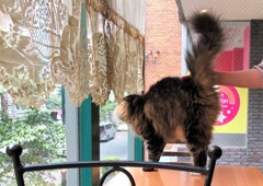 熱烈歓迎 (=^・^=)