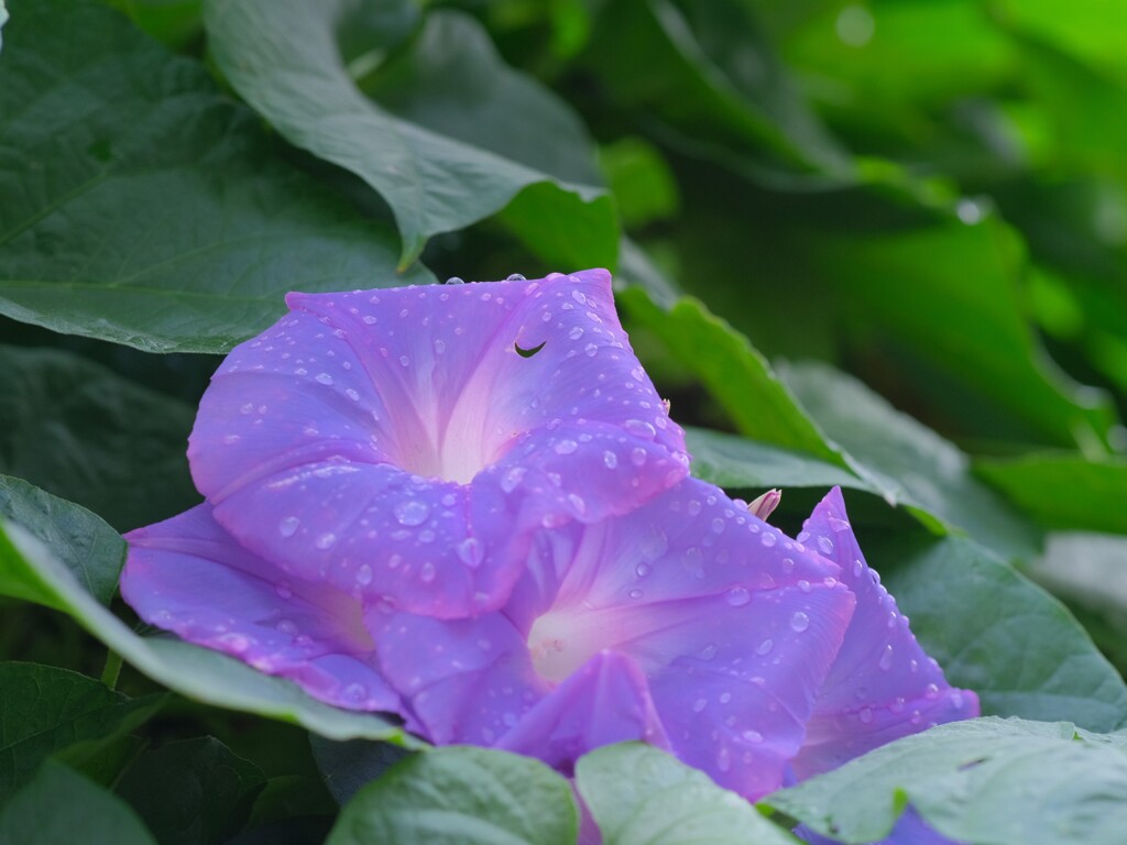 雨上がりの朝顔