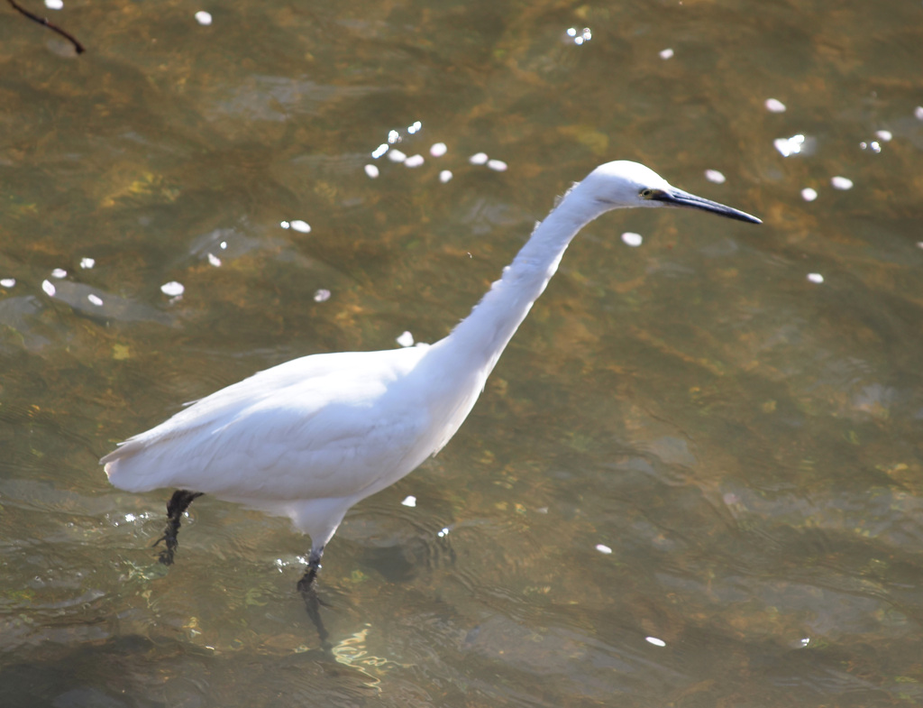 小柄なダイサギ