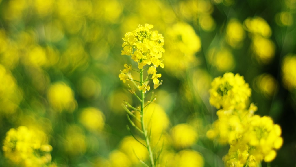 東京の菜の花