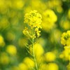 東京の菜の花