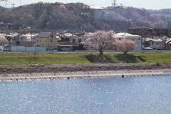 河畔の桜