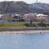河畔の桜