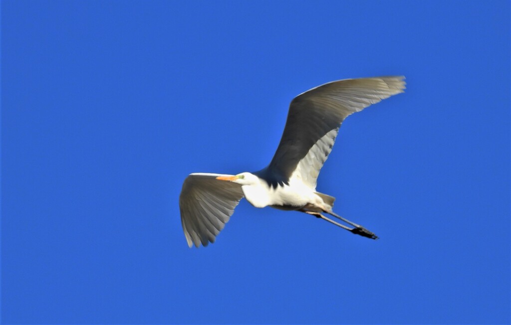 鳥モードを止めて