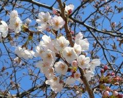 浅草の桜