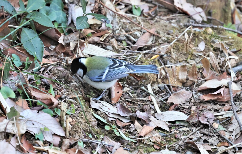 シジュウカラ