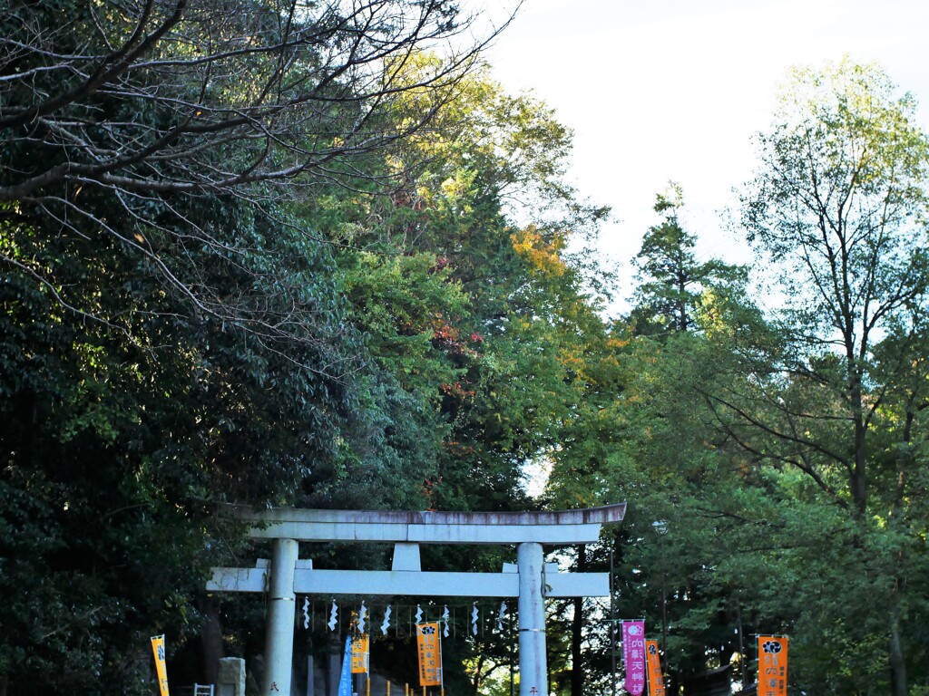 鳥居を覆う樹木も