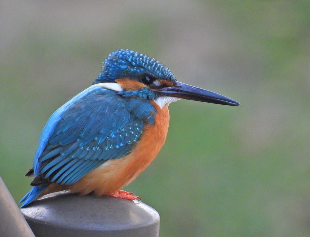 カワセミ