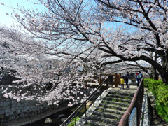 二ヶ領用水の桜