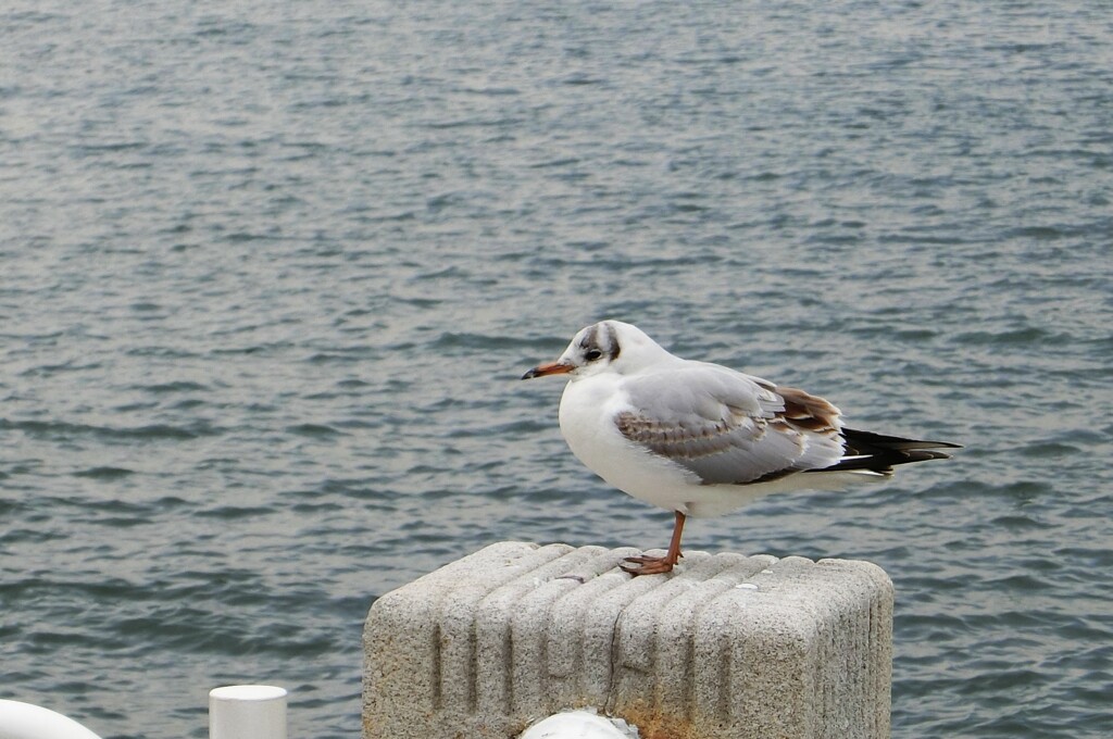 ハマのカモメは
