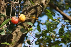 発色もスッキリ