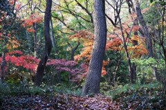 山奥の紅葉