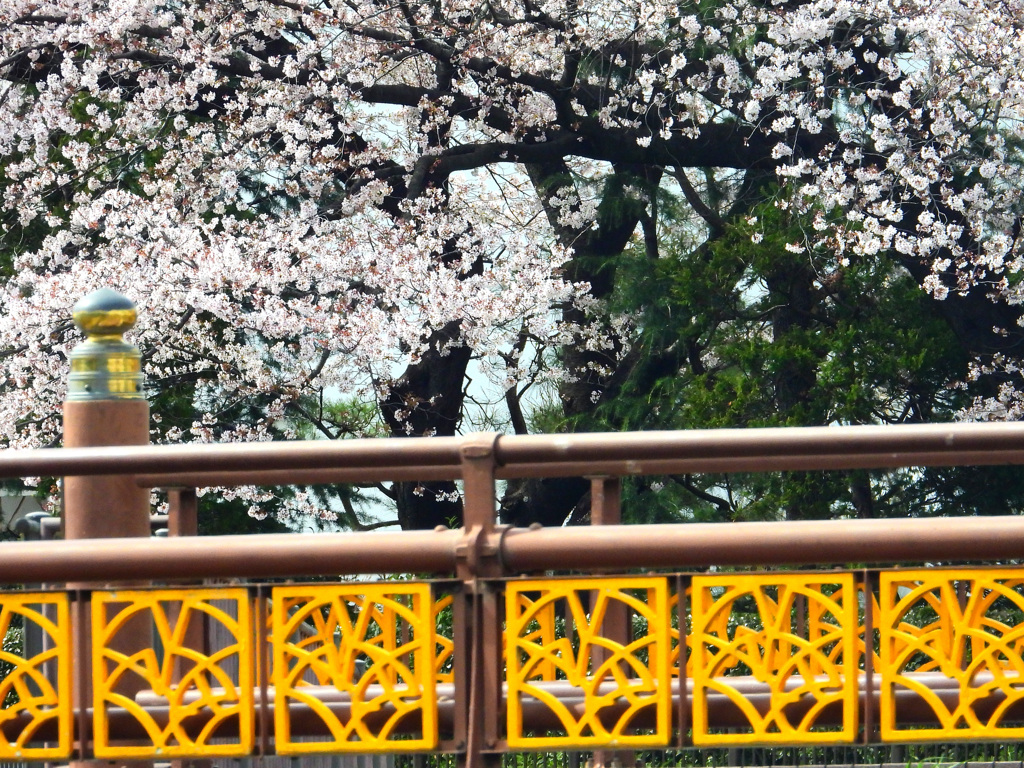 桜の世界へ